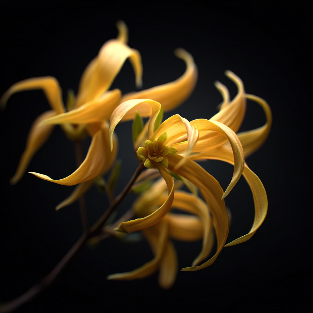 Ylang-Ylang